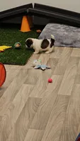 Barney Ckc, a male Shih Tzu for sale in Blairsville, GA – 2 of 8