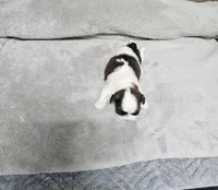 Barney Ckc, a male Shih Tzu for sale in Blairsville, GA – Photo 4 of 5