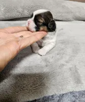 Barney Ckc, a male Shih Tzu for sale in Blairsville, GA – Photo 2 of 5