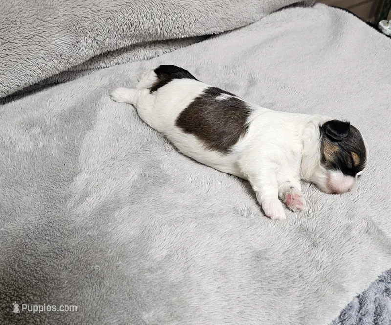 Barney Ckc – Shih Tzu puppy for sale in Blairsville, GA