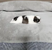 Barney Ckc, a male Shih Tzu for sale in Blairsville, GA – Photo 3 of 5