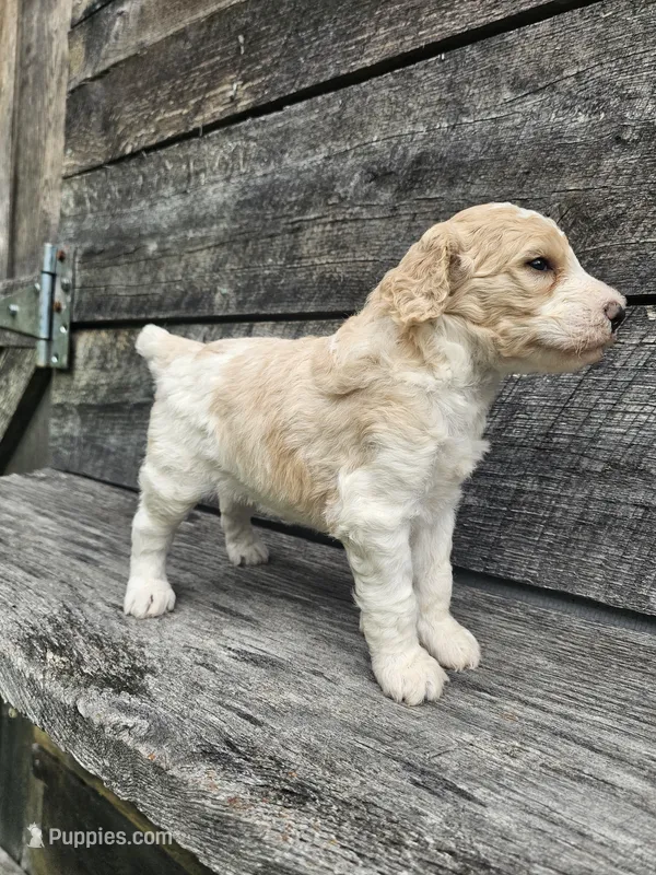Duncan Ckc – Poodle - Standard  puppy for sale in Blairsville, GA