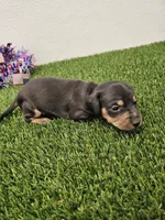 Otis Ckc, a male Miniature Dachshund for sale in Blairsville, GA – 3 of 4