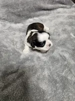 Katie Ckc, a female Shih Tzu for sale in Blairsville, GA – 4 of 4