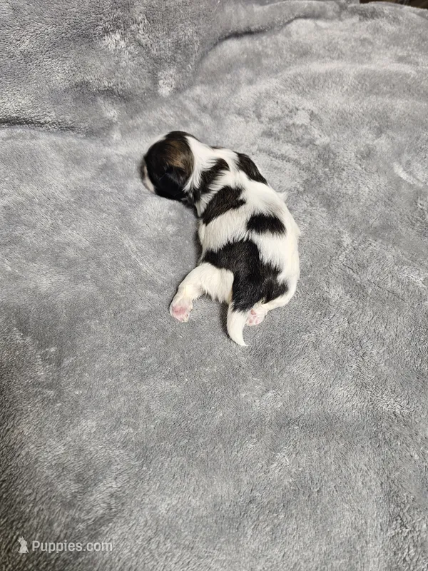 Jodie Ckc – Shih Tzu puppy on hold in Blairsville, GA