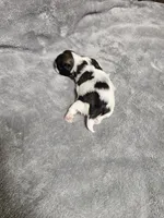 Jodie Ckc, a female Shih Tzu for sale in Blairsville, GA – 1 of 3