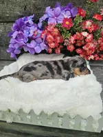 Ruben Ckc, a male Miniature Dachshund for sale in Blairsville, GA – 7 of 7