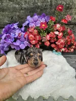 Ruben Ckc, a male Miniature Dachshund for sale in Blairsville, GA – 6 of 7
