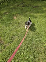Zelda Ckc, a female Poodle - Standard  for sale in Blairsville, GA – 4 of 10