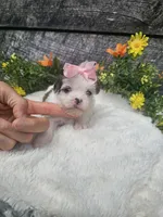 Dolly, a female Shorkie for sale in Blairsville, GA – 8 of 9