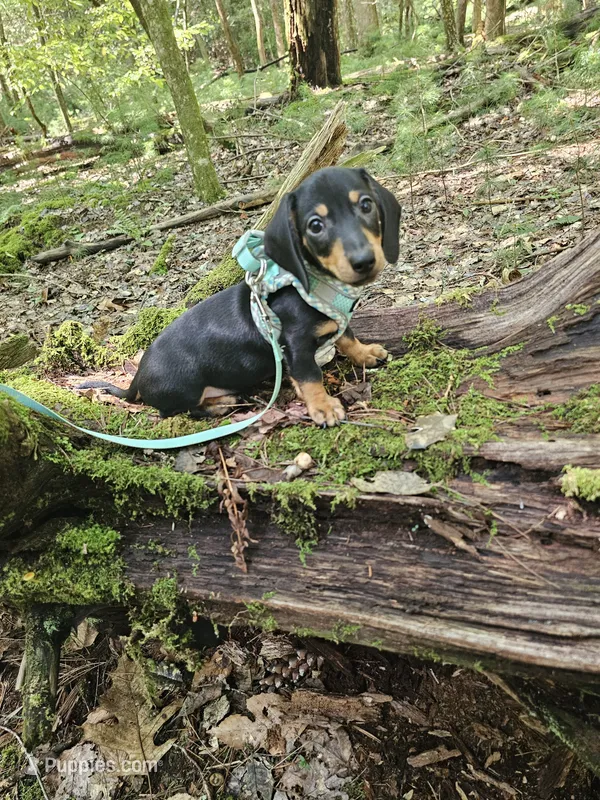 Charlie Ckc – Miniature Dachshund puppy for sale in Blairsville, GA