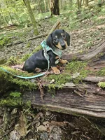 Charlie Ckc, a male Miniature Dachshund for sale in Blairsville, GA – 1 of 10