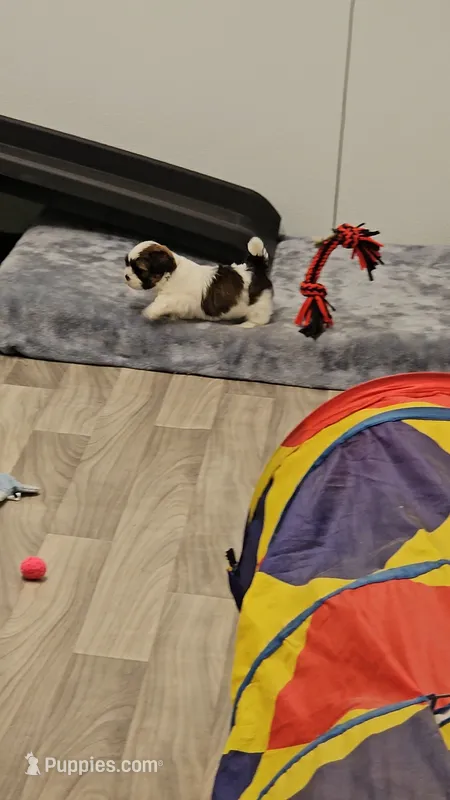Barney Ckc – Shih Tzu puppy for sale in Blairsville, GA