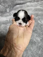 Jodie Ckc, a female Shih Tzu for sale in Blairsville, GA – 2 of 3