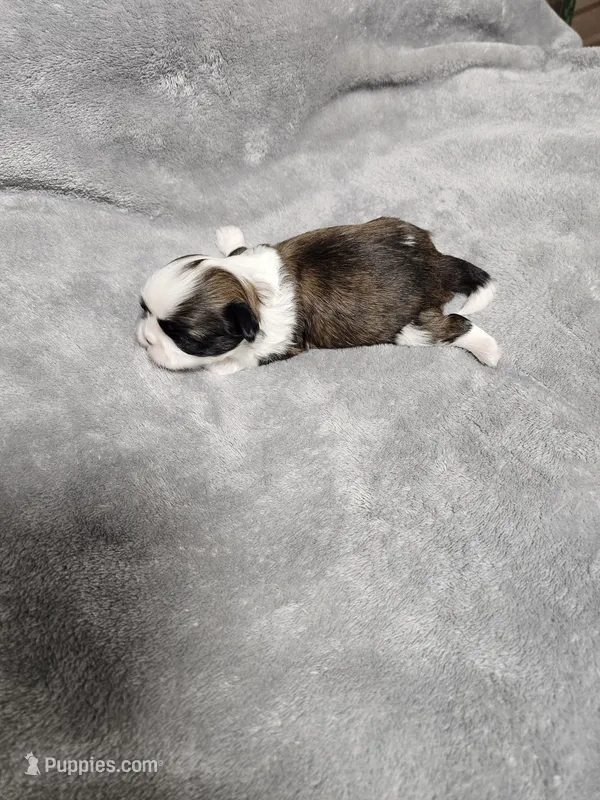 Marco Ckc – Shih Tzu puppy for sale in Blairsville, GA