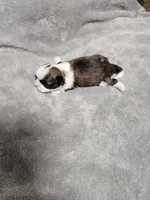 Marco Ckc, a male Shih Tzu for sale in Blairsville, GA – 1 of 4