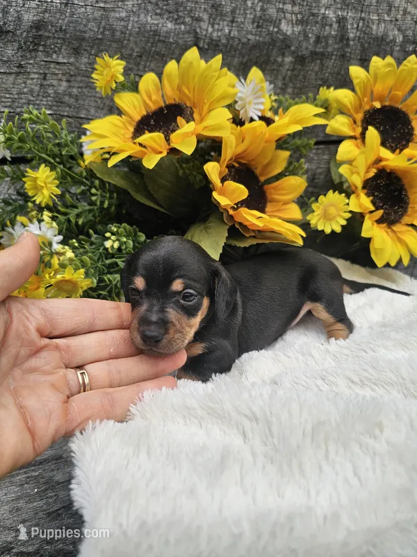 Otis Ckc – Miniature Dachshund puppy for sale in Blairsville, GA