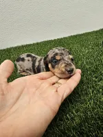 Ruben Ckc, a male Miniature Dachshund for sale in Blairsville, GA – 1 of 4