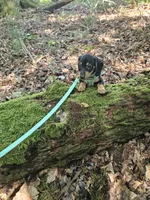 Charlie Ckc, a male Miniature Dachshund for sale in Blairsville, GA – 10 of 10