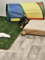 Zeke Ckc, a male Yorkshire Terrier for sale in Blairsville, GA – 4 of 9