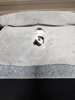 Ozey Ckc, a female Shih Tzu for sale in Blairsville, GA – Photo 4 of 4