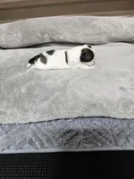 Ozey Ckc, a female Shih Tzu for sale in Blairsville, GA – Photo 2 of 4