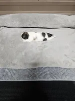 Ozey Ckc, a female Shih Tzu for sale in Blairsville, GA – Photo 3 of 4