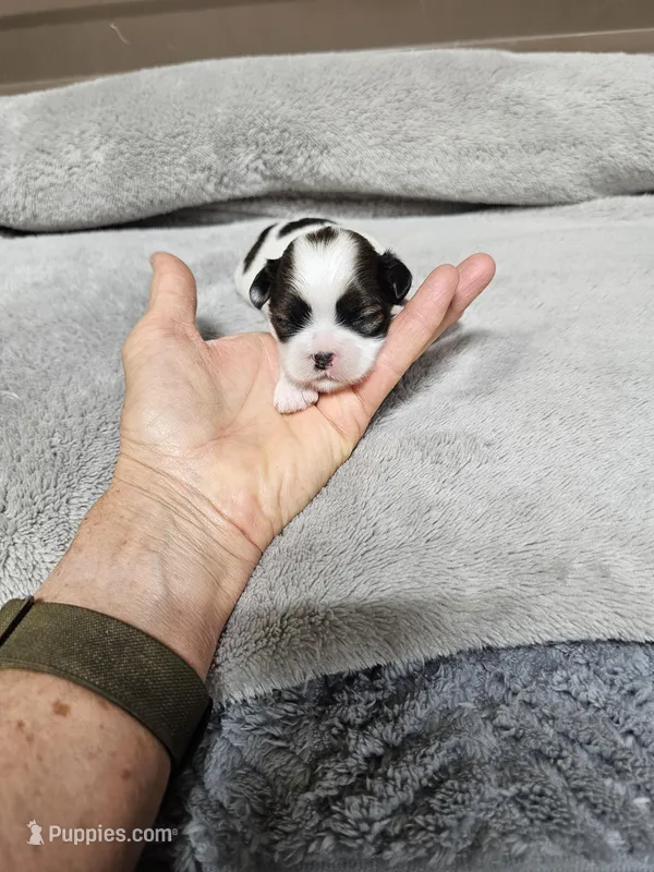 Ozey Ckc – Shih Tzu puppy for sale in Blairsville, GA