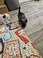 Amber, a female Shorkie for sale in Blairsville, GA – 9 of 9