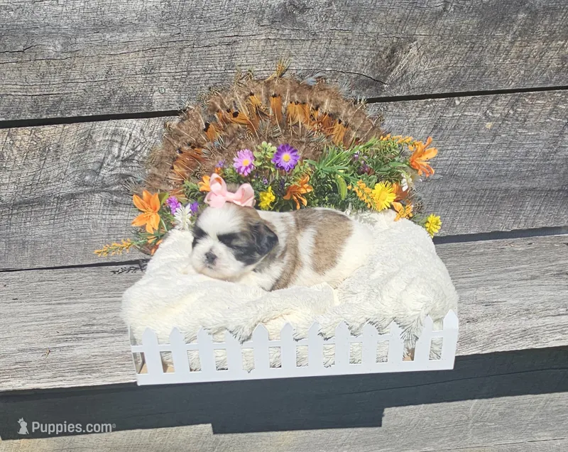 Izzy Ckc – Shih Tzu puppy for sale in Blairsville, GA