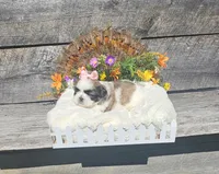 Izzy Ckc, a female Shih Tzu for sale in Blairsville, GA – 1 of 6