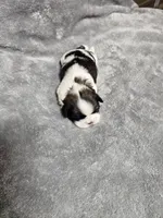 Chelsea Ckc, a female Shih Tzu for sale in Blairsville, GA – 3 of 3