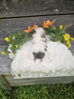 Bandit , a male Shorkie for sale in Blairsville, GA – 2 of 5