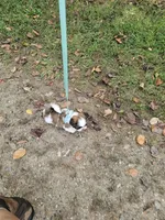 Shay Ckc, a female Shih Tzu for sale in Blairsville, GA – 9 of 10