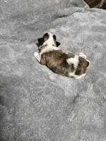 Brittany Ckc, a female Shih Tzu for sale in Blairsville, GA – 3 of 3