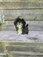 Willow Ckc, a female Shih Tzu for sale in Blairsville, GA – 5 of 9