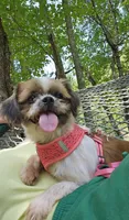 Sally, a female Shih Tzu for sale in Blairsville, GA – Photo 5 of 8