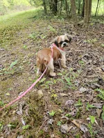 Sally, a female Shih Tzu for sale in Blairsville, GA – Photo 6 of 8