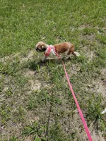 Sally, a female Shih Tzu for sale in Blairsville, GA – Photo 8 of 8