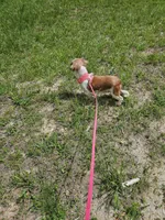 Sally, a female Shih Tzu for sale in Blairsville, GA – Photo 7 of 8