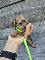 Dasher , a male Yorkshire Terrier and Miniature Dachshund for sale in Blairsville, GA – 2 of 6