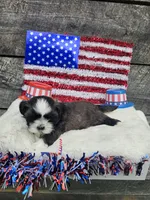 Cody Ckc, a male Shih Tzu for sale in Blairsville, GA – 4 of 4