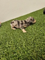 Ruben Ckc, a male Miniature Dachshund for sale in Blairsville, GA – 4 of 4