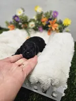Ebony Ckc, a male Poodle - Toy  for sale in Blairsville, GA – 3 of 6
