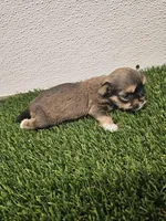 Ckc Lily, a female Shorkie for sale in Blairsville, GA – 4 of 4