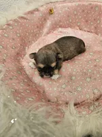 Ckc Lily, a female Shorkie for sale in Blairsville, GA – 3 of 4