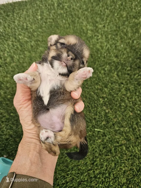 Ckc Lily – Shorkie puppy on hold in Blairsville, GA