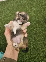 Ckc Lily, a female Shorkie for sale in Blairsville, GA – 1 of 4