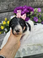 Lacey Ckc, a female Poodle - Standard  for sale in Blairsville, GA – 3 of 5