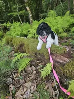 Selena Ckc, a female Poodle - Standard  for sale in Blairsville, GA – 4 of 10